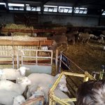 Récolte des pommes à la Campagne des Fabres 2016 Récolte des pommes à la Campagne des Fabres 2016